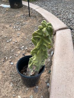 Thornless Totem Pole Cactus