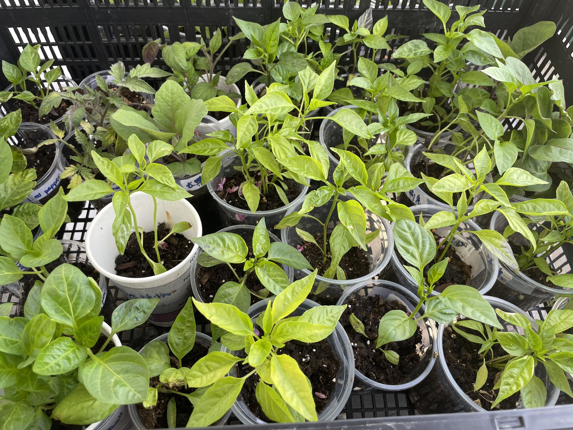 Pepper Plants Starters