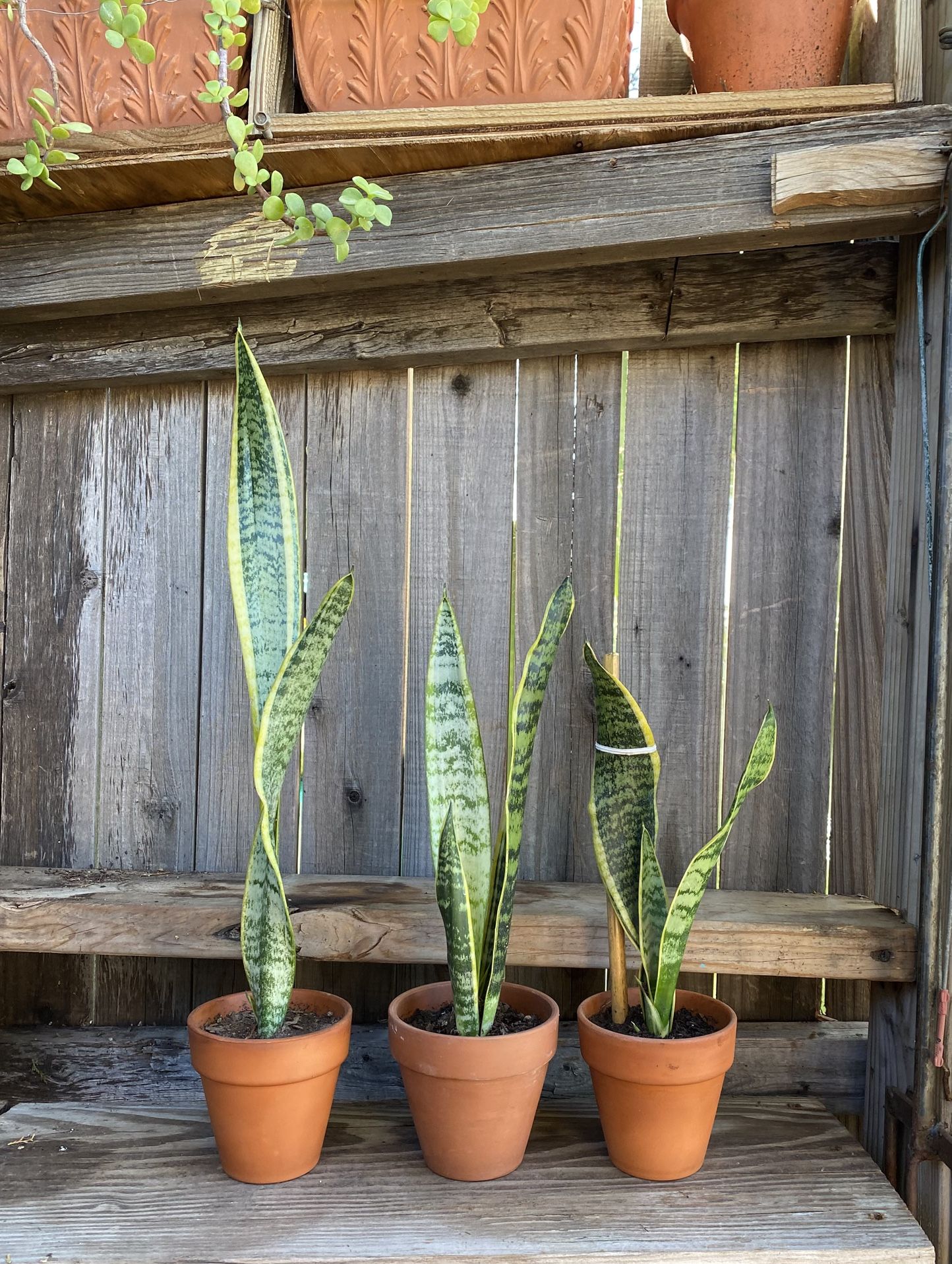 Indoor  Mother-in-Law or Snake Plant