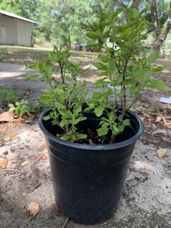 Thai Holy Basil Kra Pao 