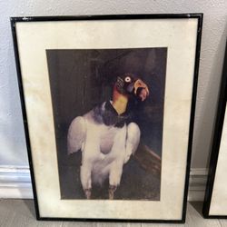 Bold Framed Vulture Portrait Art Print – 14” x 18”