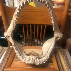 (Real)Mako Shark Jaws 