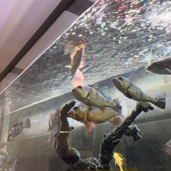 180 Tank Like New For Sale!!!!