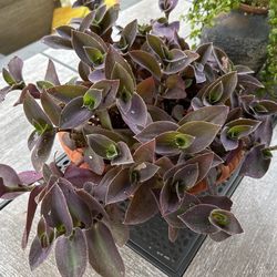 Purple Wondering Dew 