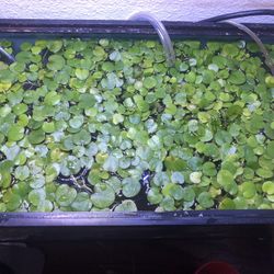 Aquarium/fish Tank Fresh Aquatic Plants Frogpit 