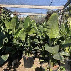 Bird Of Paradise