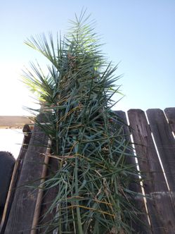 Queen palm 6 feet
