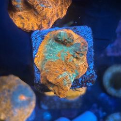 Wall Paint Chalice Display Decor