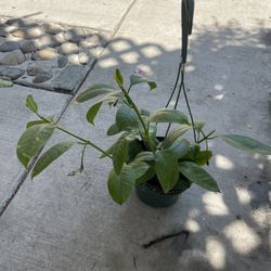6” Hoya Multiflora Soon To Bloom