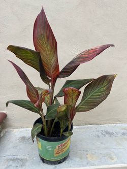 Orange Canna Lily Plant