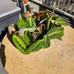 6 Inch Maranta 