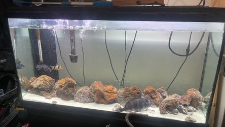 60 gallons fish tank and stand