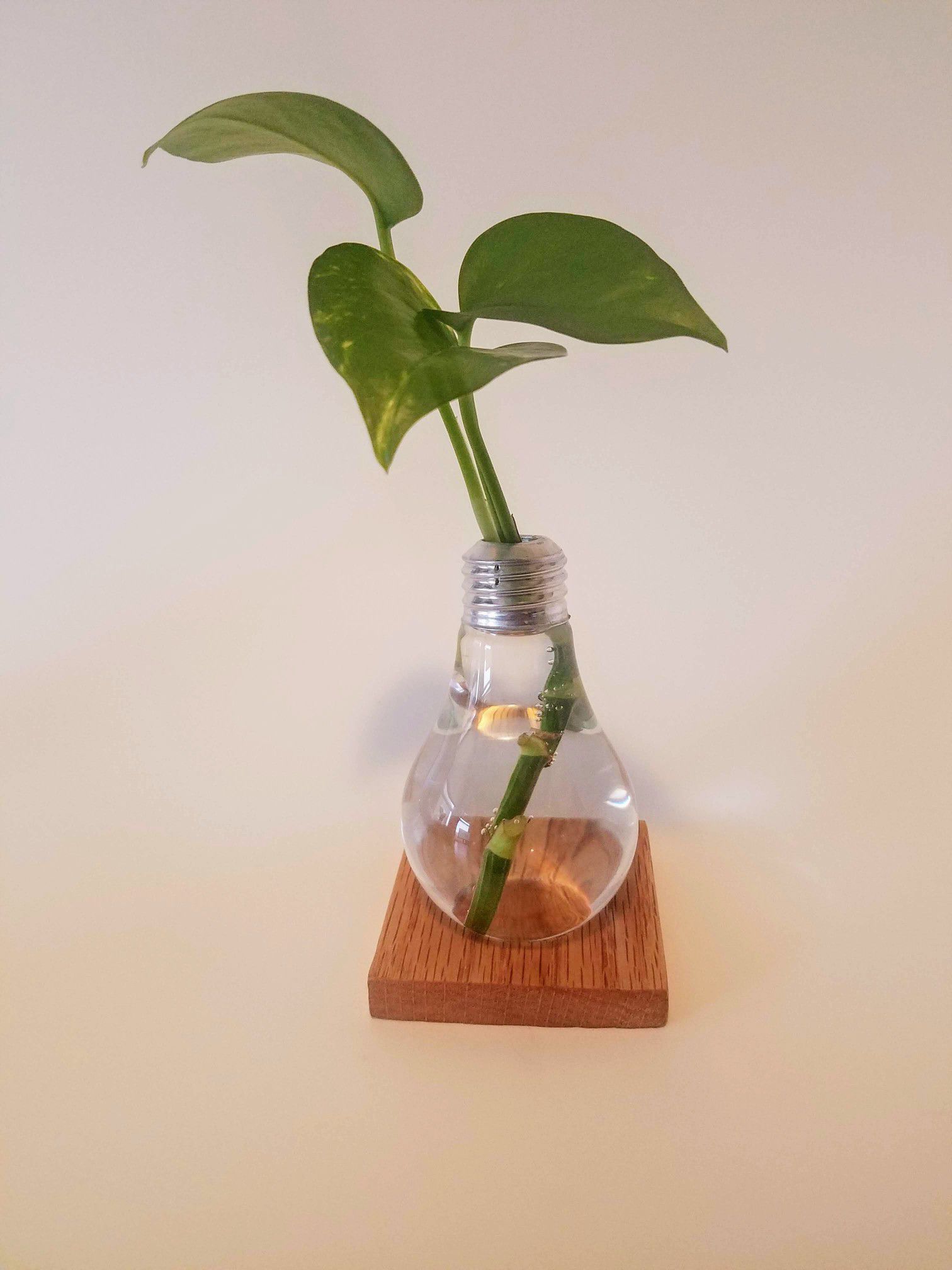 Light bulb plant vase