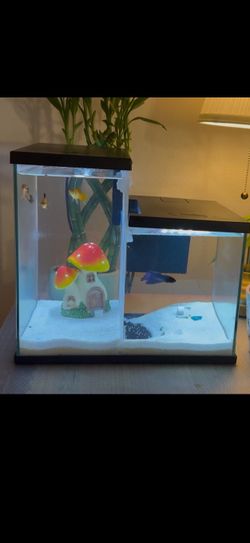 Top Finn aquarium