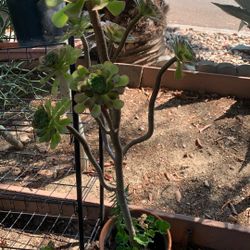 Beautiful Plant 