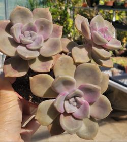 Echeveria Purple Delight Variegated