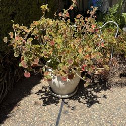 Medium Ceramic Pot Includes Plant!