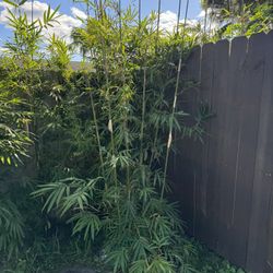 Bamboo