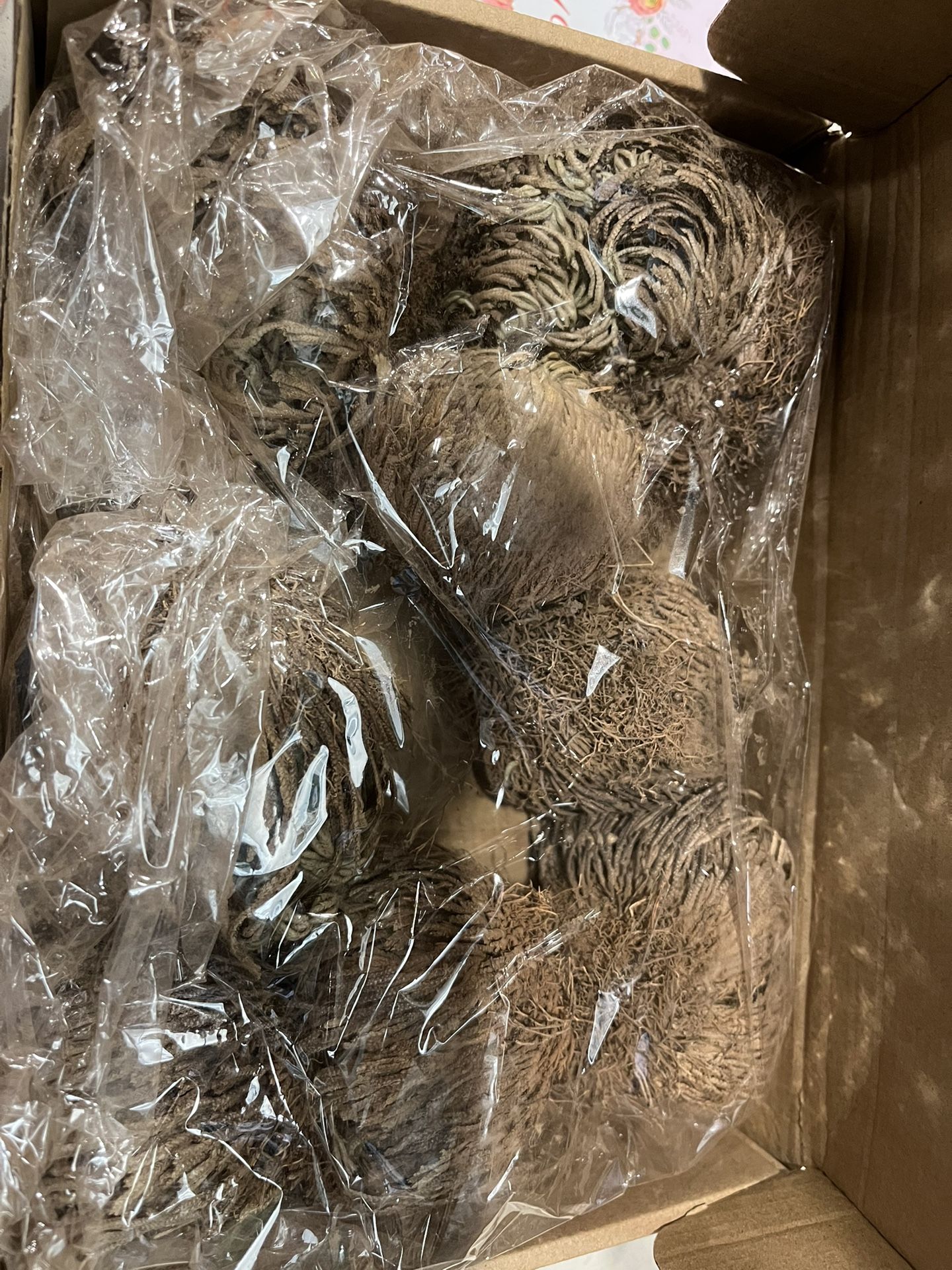 Rose Of Jericho