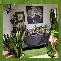 Exotic Plants.  Cactus. Succulents. 