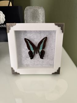 Preserved Butterfly Unique, Valentine Gift