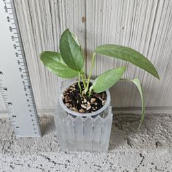 Cebu Blue Plant In Self Watering Pot