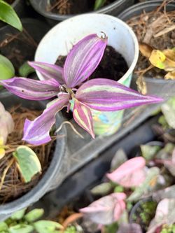 Plant sale