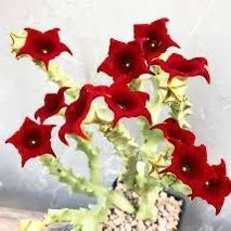 caralluma socotrana first picture for reference 