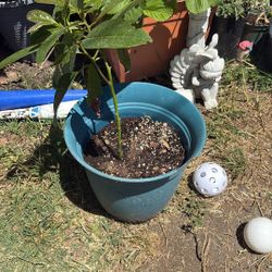 Avocado Tree