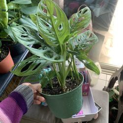 Swiss Cheese Monstera Plant
