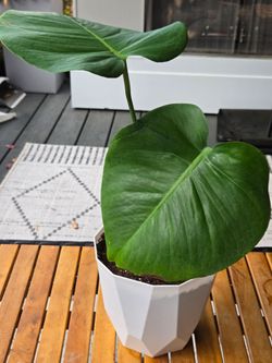 Monstera Deliciosa Live Plant in White Pot