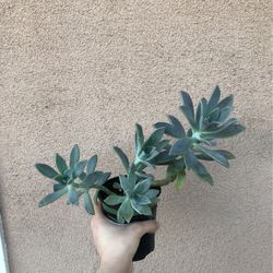 Ghost Succulent Plant