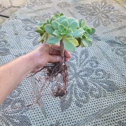 Aeonium succulent Plants.  (Kiwi)