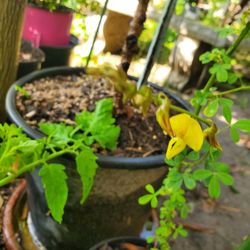 Chipilin Plant