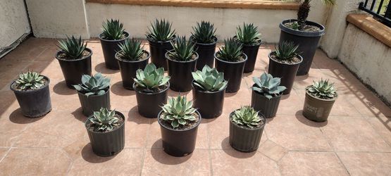 Agaves 20.00