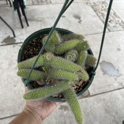 8” monkey tail cactus