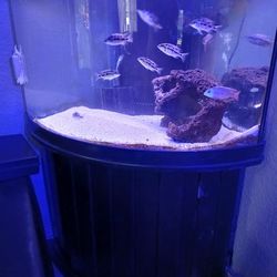 Fish Tank  Saltwater Set Up 