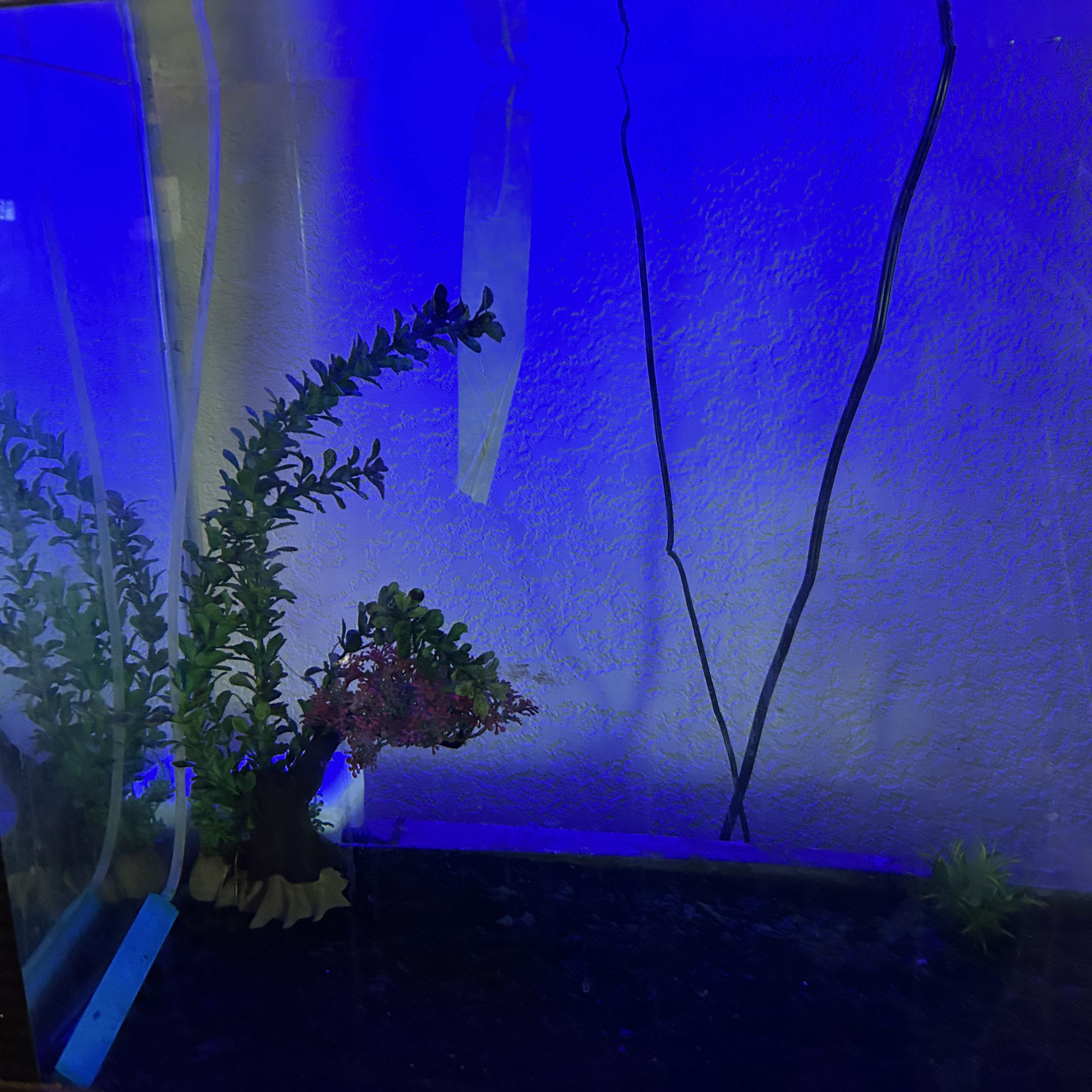 Glass Aquarium Tank