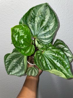 Peperomia Ecuador Watermelon