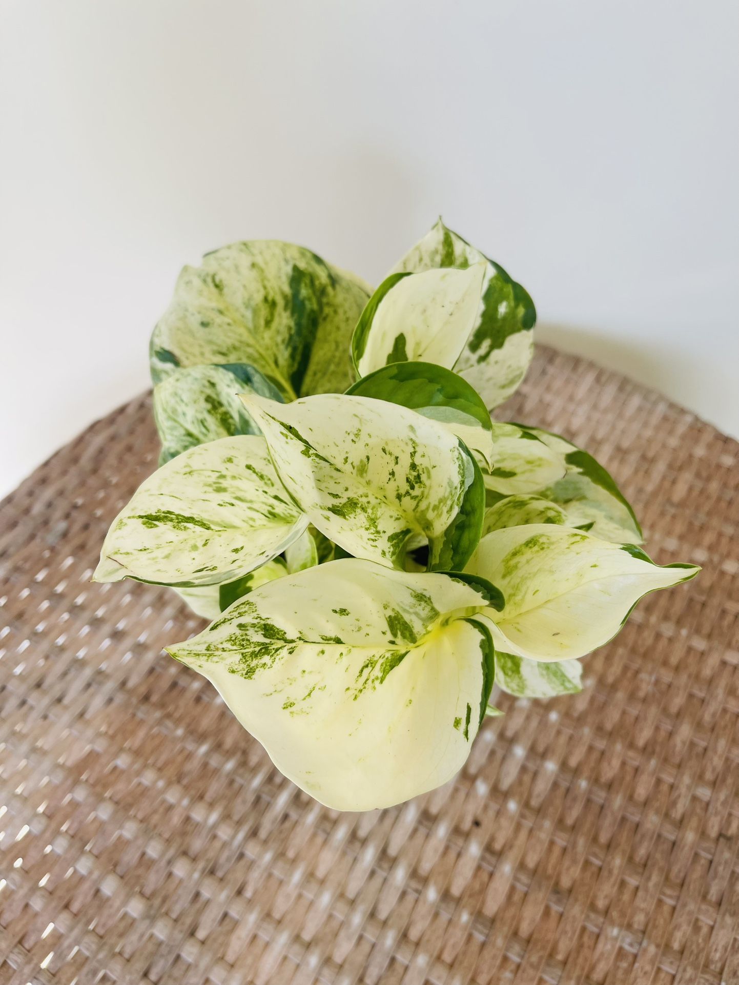 Manjula Pothos Plants