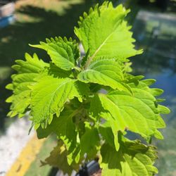 $5 coleus Guadabi plant 