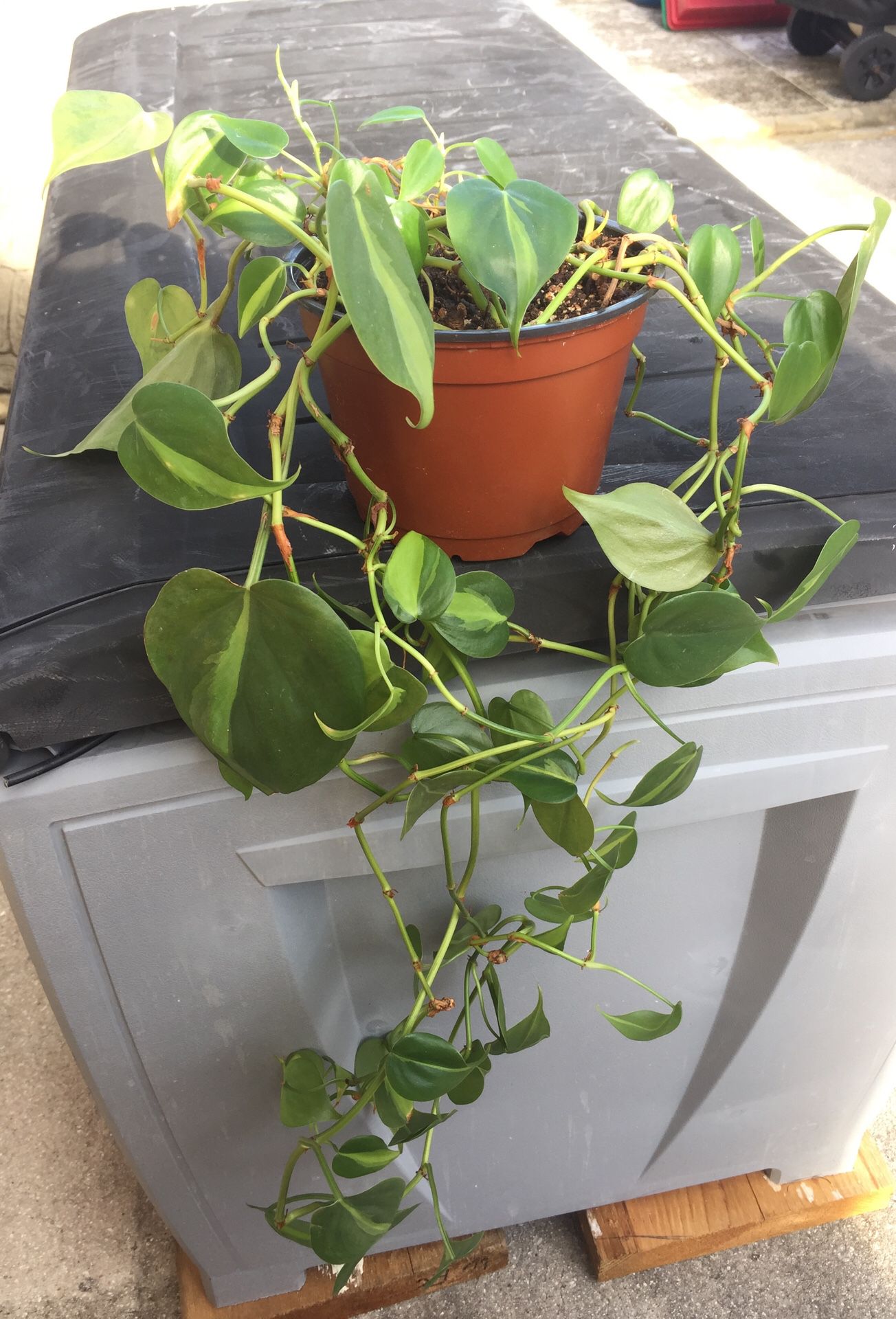 philodendron brazil plant