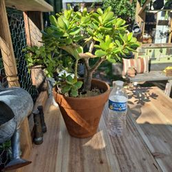 Jade Plant 