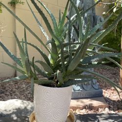 Variegated Aloe Vera Plant In 7inch Tall White Ceramic Pot