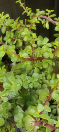 Hermosa planta natural de Jade