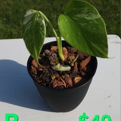 Variegated Albo Monstera