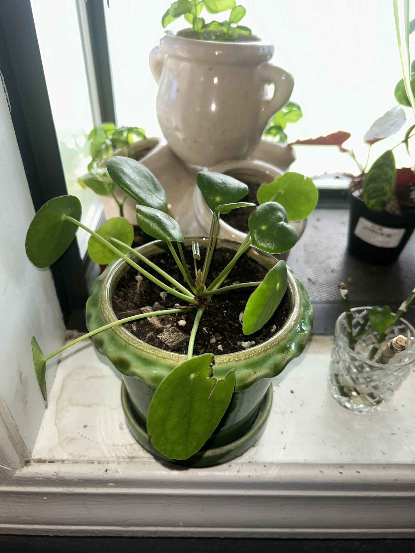 Chinese Money Plant 🪴 