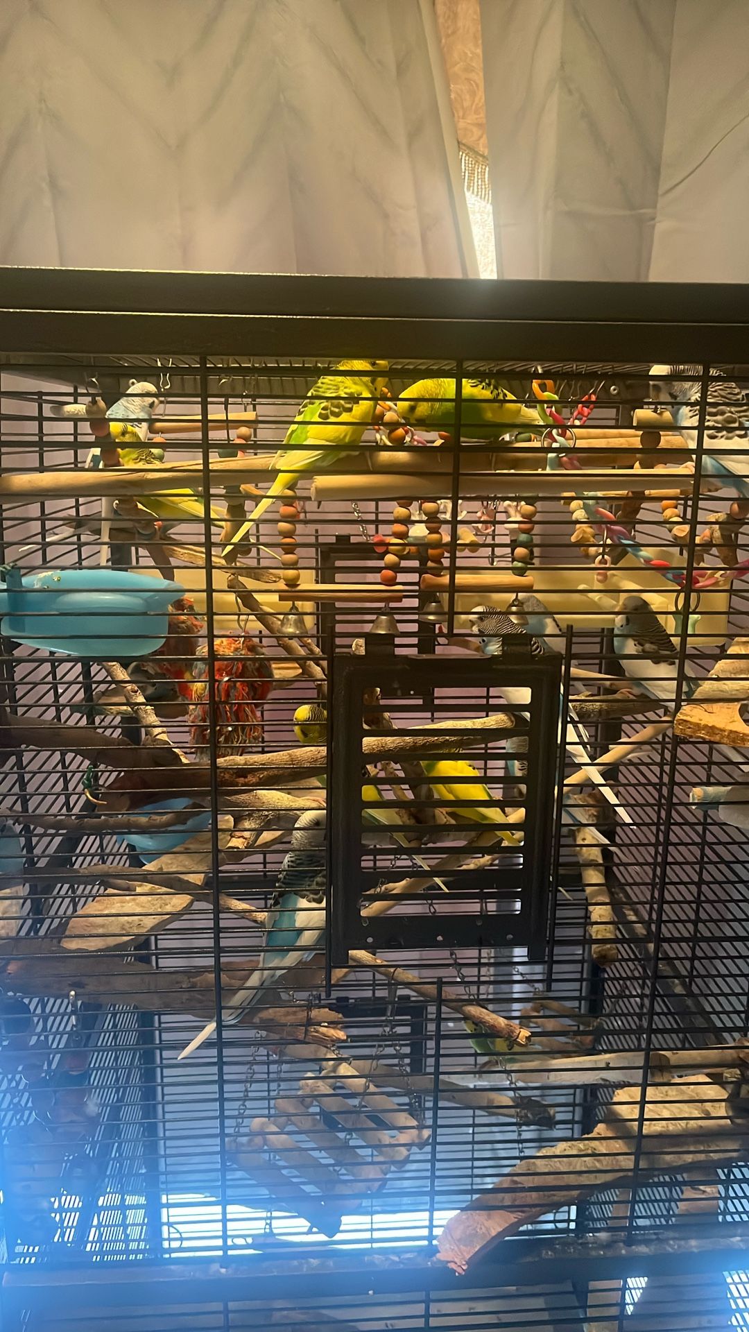 Pajaritos Australianos