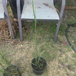 Horsetail-cola De Caballo  Plant 🪴 