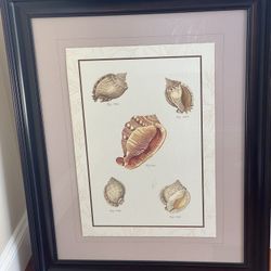 Seashell Wall Art